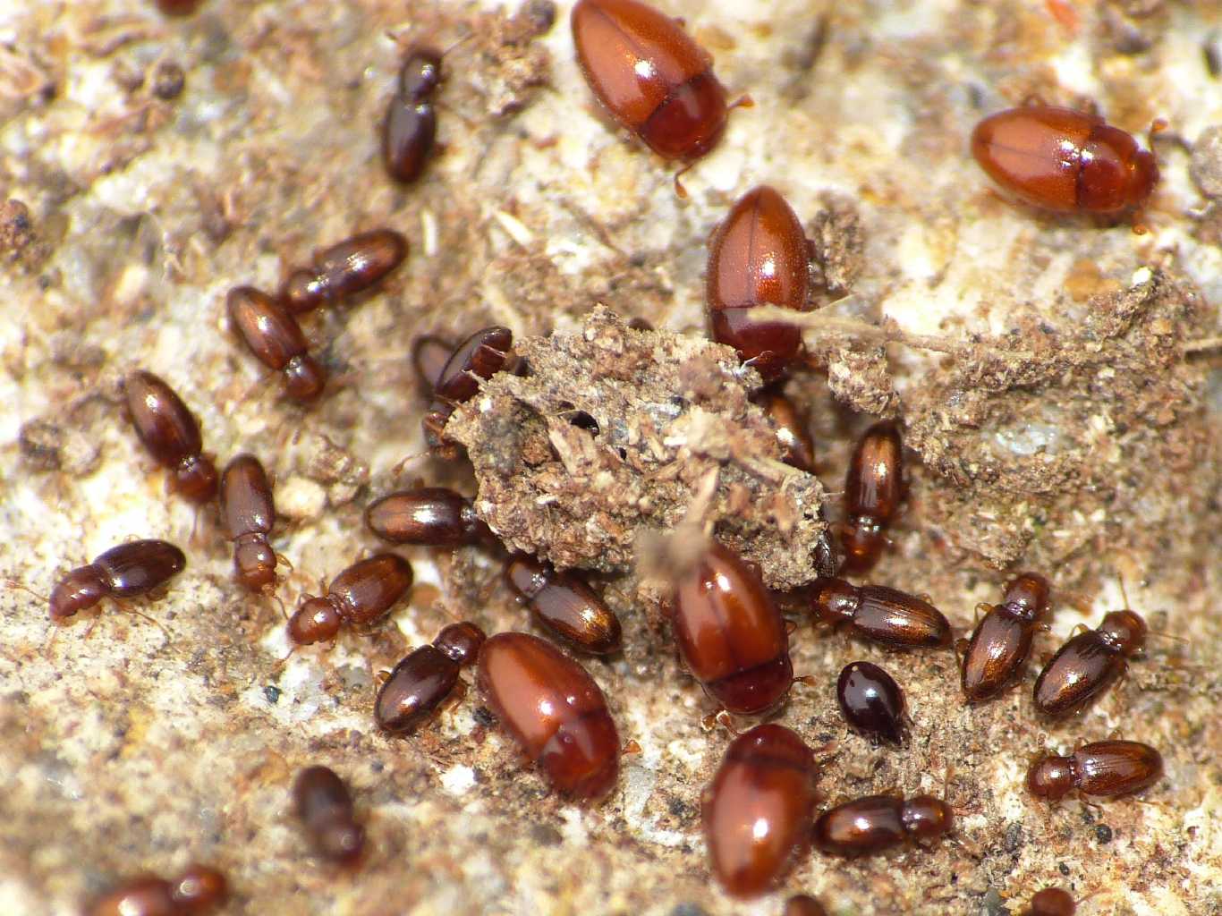 Microcoleotteri sotto le pietre